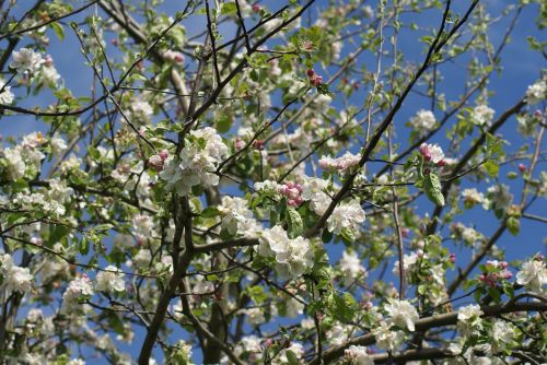 Pavasaris, Apfleblüten, Medis