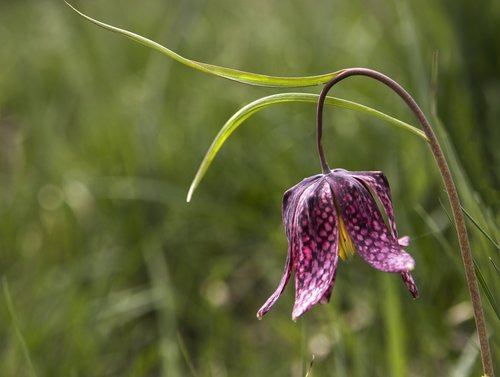 Pavasaris,  Pobūdį,  Gėlė,  Makro,  Spalva,  Floros,  Žalias