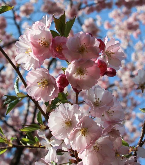 Pavasaris, Frühlingsanfang, Pavasario Pabudimas, Gėlės, Migdolų Žiedai, Žydėjimo Šakelė