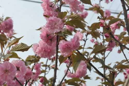 Pavasaris, Begonia, Ching Ming