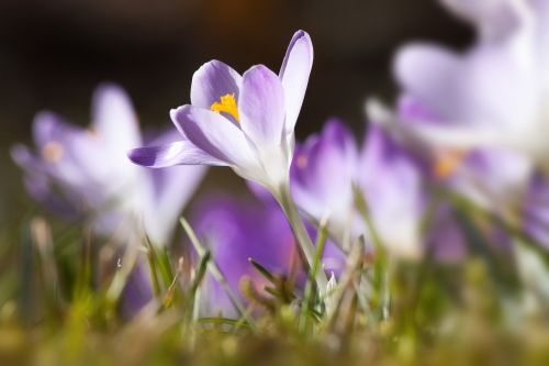 Pavasaris, Crocus, Schwertliliengewaechs, Pavasario Krokusas, Gėlė, Žiedas, Žydėti, Flora, Žydėti, Gamta, Violetinė, Violetinė, Gėlės, Lenz, Frühlingsanfang, Pavasario Pradžia, Pavasario Pabudimas, Makro, Crocus Candidus, Laukinės Rūšys, Krokus Hybrid