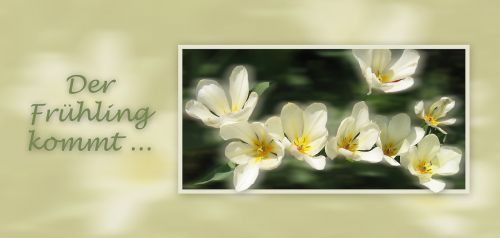 Pavasaris, Lenz, Pavasario Požymiai, Gamta, Gėlės