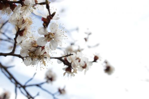 Pavasaris, Medis, Gėlės, Šiluma