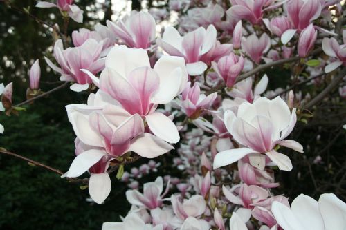 Pavasaris, Gėlės, Magnolija