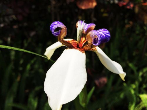 Pavasaris,  Gėlės,  Iris