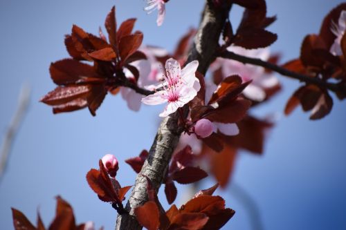 Pavasaris, Gamta, Gėlė, Gėlės, Flora, Medis