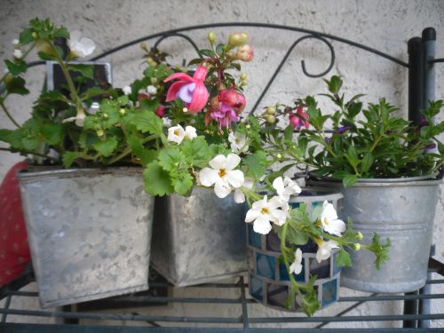 Pavasaris,  Gėlės,  Plantacija