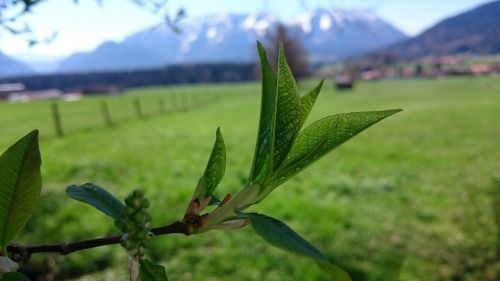 Pavasaris, Gamta, Uždaryti, Augalas, Filialas, Lapai