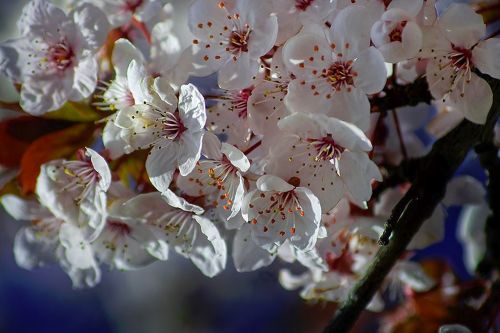 Pavasaris, Gėlės, Vyšnios, Balta, Medis, Gamta, Iš Arti