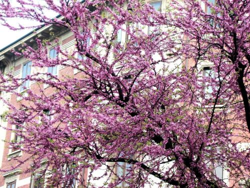 Pavasaris, Pavasario Gėlės, Gamta, Medžiai, Rosa, Balta