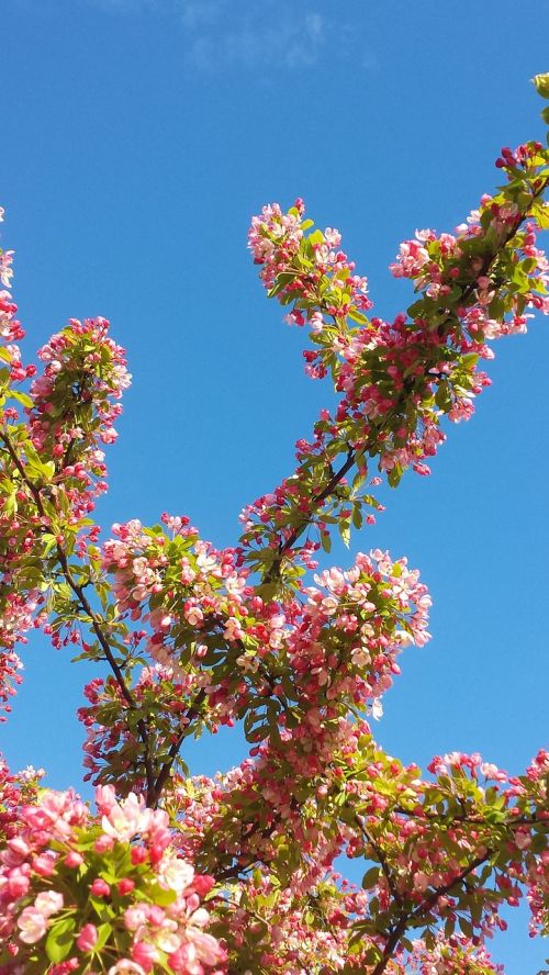 Pavasaris, Rožinis, Medis, Gėlės, Himmel, Gamta