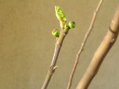 Pavasaris, Fig., Figmedis, Vaisiai