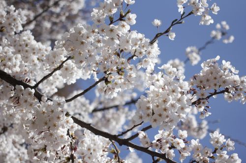 Pavasaris, Gėlės, Gamta, Šviesus, Balta, Grožis, Baltos Gėlės, Gėlių Medis