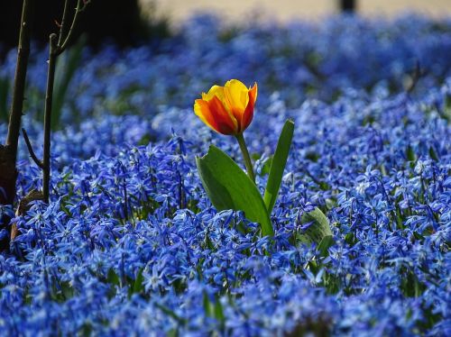 Pavasaris,  Tulpė,  Pieva,  Mėlynos Gėlės