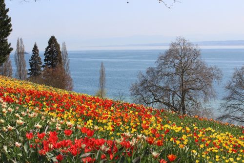 Pavasaris, Mainau, Tulpės, Gėlė, Mainau Sala, Raudona, Geltona, Ežeras, Vanduo, Dangus, Medžiai, Mėlynas