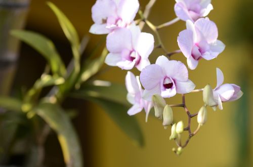 Orquidea, Pavasaris, Gėlės, Alyvinė Orchidėja