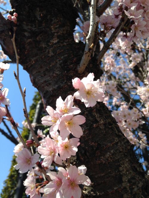 Pavasaris, Sakura, Vyšnių Žiedas, Pavasario Gėlės, Rožinė Gėlė, Augalai, Gėlės, Žiedas