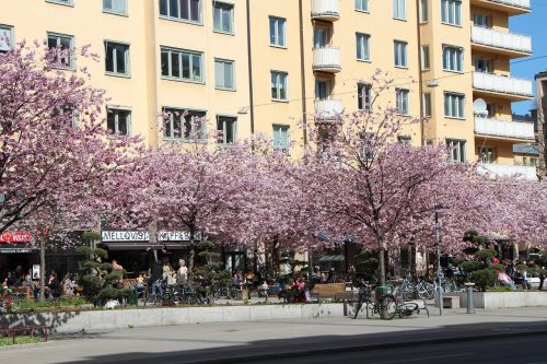 Pavasaris, Stockholm, Medis, Gėlės, Violetinė, Kelias, Daugiabutis Namas, Gatvė