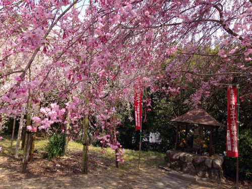 Pavasaris, Vyšnia, Gėlės, Japonija, Vaikų Sergėtoji Dievybė
