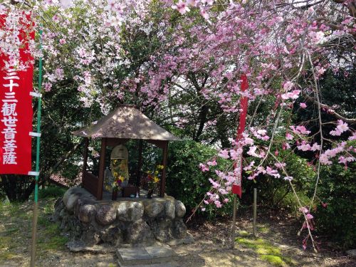 Pavasaris, Vyšnia, Gėlės, Japonija, Vaikų Sergėtoji Dievybė