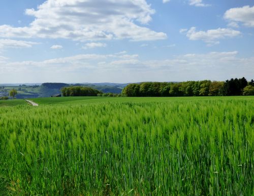 Vasariniai Miežiai, Kukurūzų Laukas, Gamta, Kraštovaizdis, Liuksemburgas