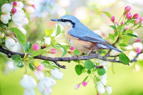 Pavasario Paukštis, Paukštis, Pavasaris, Mėlynas, Žydintis Medis, Gamta, Filialas, Medis, Pavasaris, Spalvinga