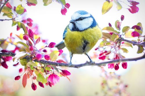 Pavasario Paukštis, Paukštis, Pavasaris, Mėlynas, Žydintis Medis, Gamta, Filialas, Medis, Pavasaris, Spalvinga, Geltona, Rožinis