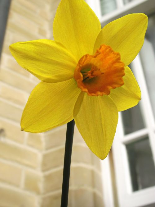 Gėlė,  Pavasaris,  Daffodil,  Saulės Šviesa,  Pavasario Dafodilis