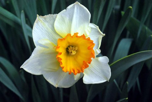 Daffodil,  Gėlė,  Sezonas,  Pavasaris,  Pavasaris,  Lemputė,  Vienmetiniai,  Pavasario Dafodilis