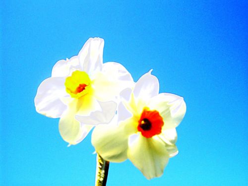 Narcizai,  Gėlė,  Gėlės,  Pavasaris,  Narcizas,  Daffodil,  Gėlių,  Botanikos,  Augalas,  Gamta,  Pavasario Narcizai