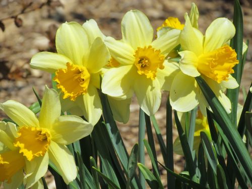 Pavasario Narcizai, Anglų Sodas, Geltona, Geliu Lova, Žydi Gamta