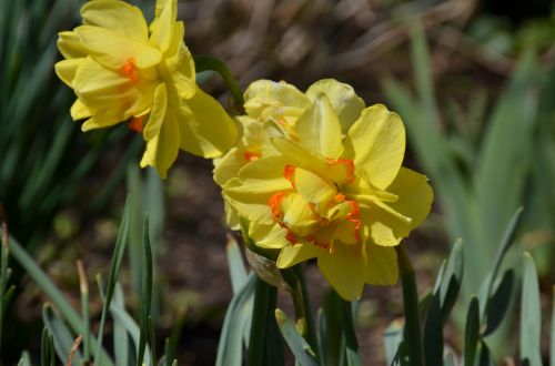 Gėlė,  Daffodil,  Pavasaris,  Geltona,  Augalai,  Pavasario Narcizai