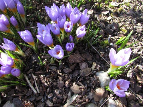 Pavasario Gėlė, Crocus, Violetinė, Bühen, Flora, Uždaryti