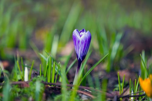 Gėlė,  Gėlės,  Meilė,  Natūralus,  Gamta,  Valentine,  Pavasaris,  Velykos,  Crocus,  Krokusai,  Pavasario Gėlė,  Krokusai