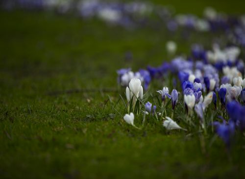 Pavasaris,  Gėlės,  Fonas,  Kovas,  Augalas,  Vaisių Sodas,  Žiedai,  Blur,  Sveikata,  Balta,  Neryškus,  Augimas,  Balandis,  Šviežias,  Šviežumas,  Lauke,  Iš Arti,  Medis,  Parkas,  Abrikosas,  Gėlių,  Žiedlapis,  Aromatas,  Saulėtas,  Sodininkystė,  Dizainas,  Filialas,  Bokeh,  Izoliuotas,  Žydi,  Pavasario Gėlė,  Krokusai