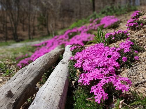 Pavasario Gėlės, Grindų Gedimas Fujiyoshida Ugnies Festivalis, Gėlių Žolė, Korėjos Respublika, Jeonju, Pavasaris, Rožinė Gėlė, Korėja