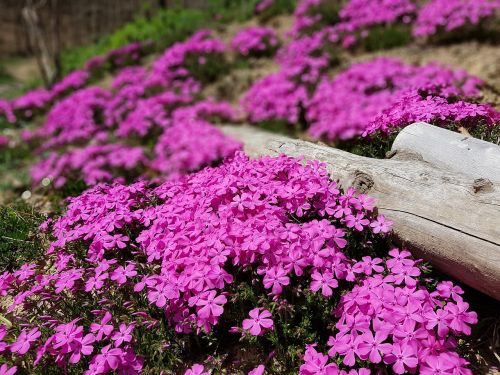 Pavasario Gėlės, Grindų Gedimas Fujiyoshida Ugnies Festivalis, Gėlių Žolė, Korėjos Respublika, Jeonju, Pavasaris, Rožinė Gėlė