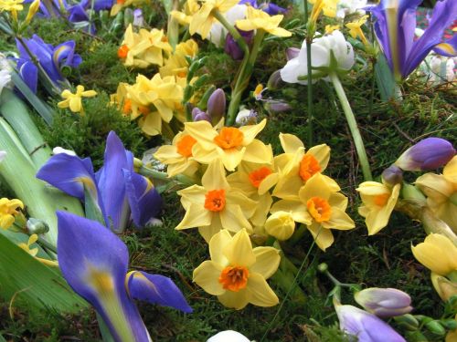 Pavasario Gėlės, Narcizas, Iris, Gėlės, Pavasaris, Gėlių, Daffodil, Narcizai, Spalvinga, Žydėti, Šviesus, Flora