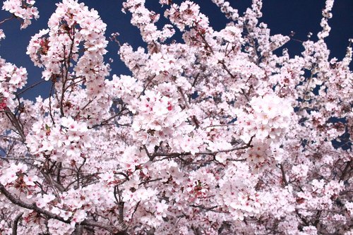 Spyruokliniai Žiedai,  Gražus,  Rožinis,  Rožinė Gėlė,  Vyšnios Medis,  Gėlės,  Mediena,  Ketvirtį,  Sezonas,  Pobūdį,  Korėjos Gėlių,  Wisnie,  Korėjos Respublika