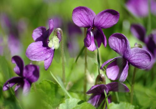 Pavasario Gėlės, Violets, Gamta