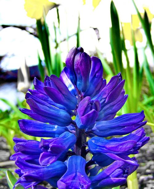 Pavasario Gėlės, Mėlynas, Hiacintas