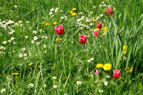 Pavasario Pieva, Pieva, Tulpės, Pavasaris, Laukinės Vasaros Spalvos