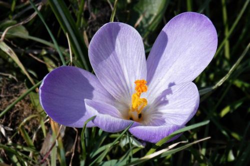 Pavasario Pieva, Crocus, Ankstyvas Bloomer, Frühlingsanfang, Rožinis