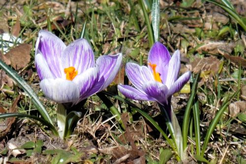 Pavasario Pieva, Crocus, Ankstyvas Bloomer, Frühlingsanfang, Rožinis