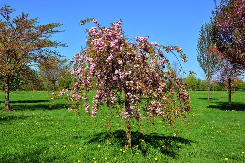Resorų Vyšnios,  Vyšnios Medis,  Prunus Subhirtella Pendula,  Medis,  Pobūdį,  Gėlė,  Parkas,  Sezonas