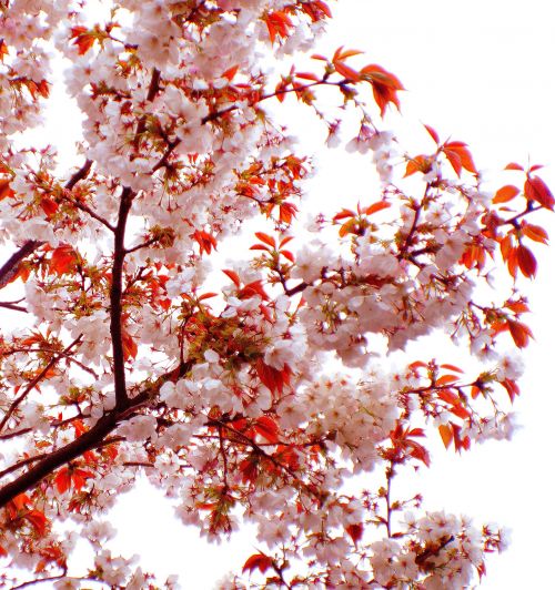 Medis,  Gamta,  Pavasaris,  Sezonai,  Gėlė,  Filialas,  Šakelė,  Fonas,  Pavasario Medis
