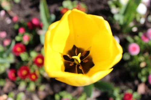 Tulpė,  Pavasaris,  Gėlės,  Pavasario Tulpė