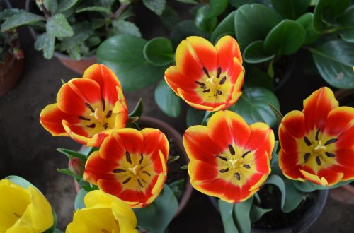 Gėlės,  Gėlė,  Tulpės,  Tulpė,  Pavasaris,  Sodas,  Oranžinė & Tulip,  Pavasario Tulpės