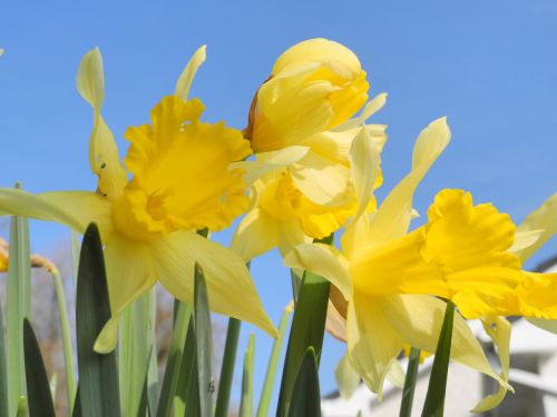 Daffodil,  Gėlės,  Mėlynas,  Geltona,  Pavasaris,  Uždaryti,  Aukštyn,  Geltona Pavasarį