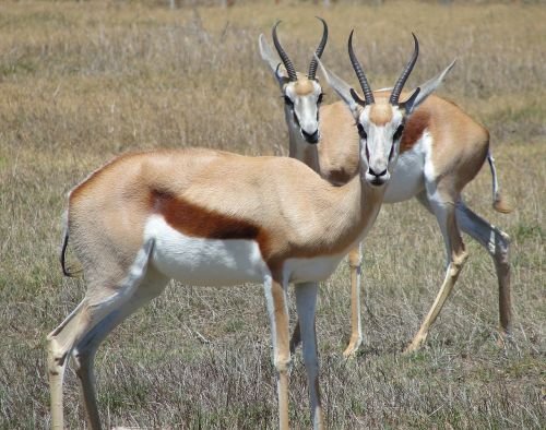 Spyruoklė, Antilopė, Afrika